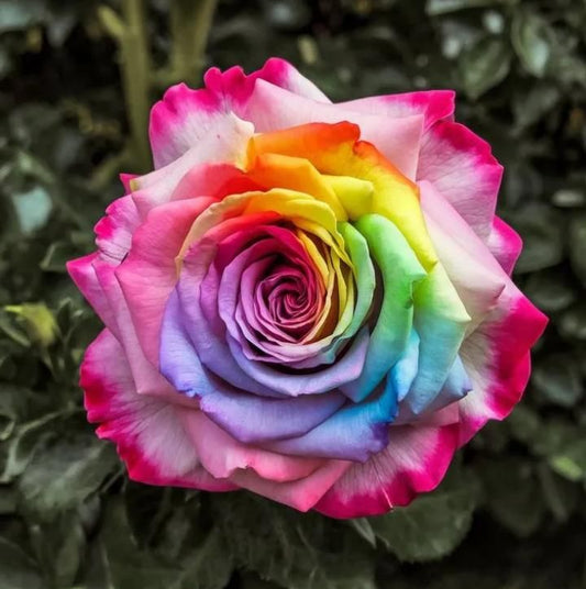 Rainbow Rose Seeds with Free Growth Serum – Colorful Flower Seeds for Home Garden (Pack of 1)